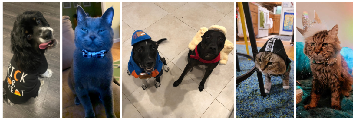 Halloween Pets!
